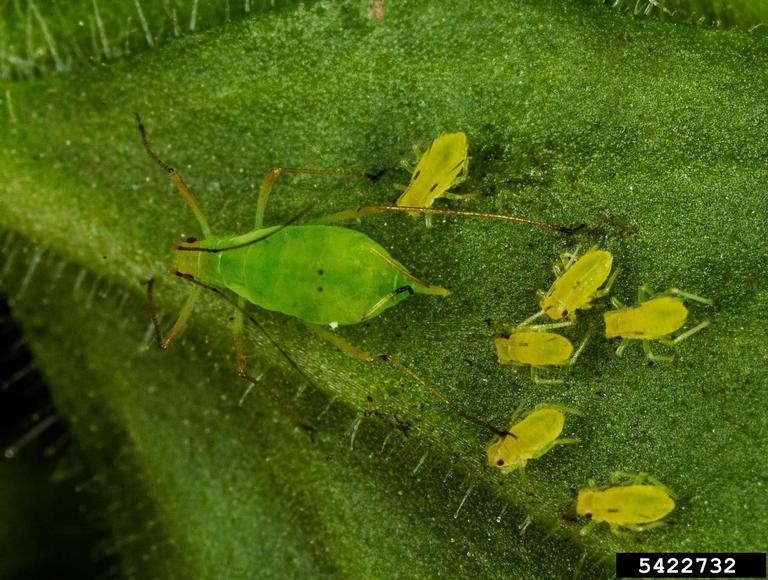 tobacco-aphid-malawi-2.jpg