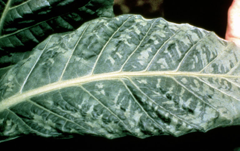 tobacco_mosaic_virus_symptoms_tobacco.jpg