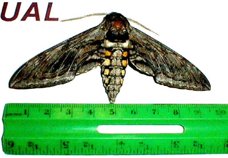 worm20.jpg